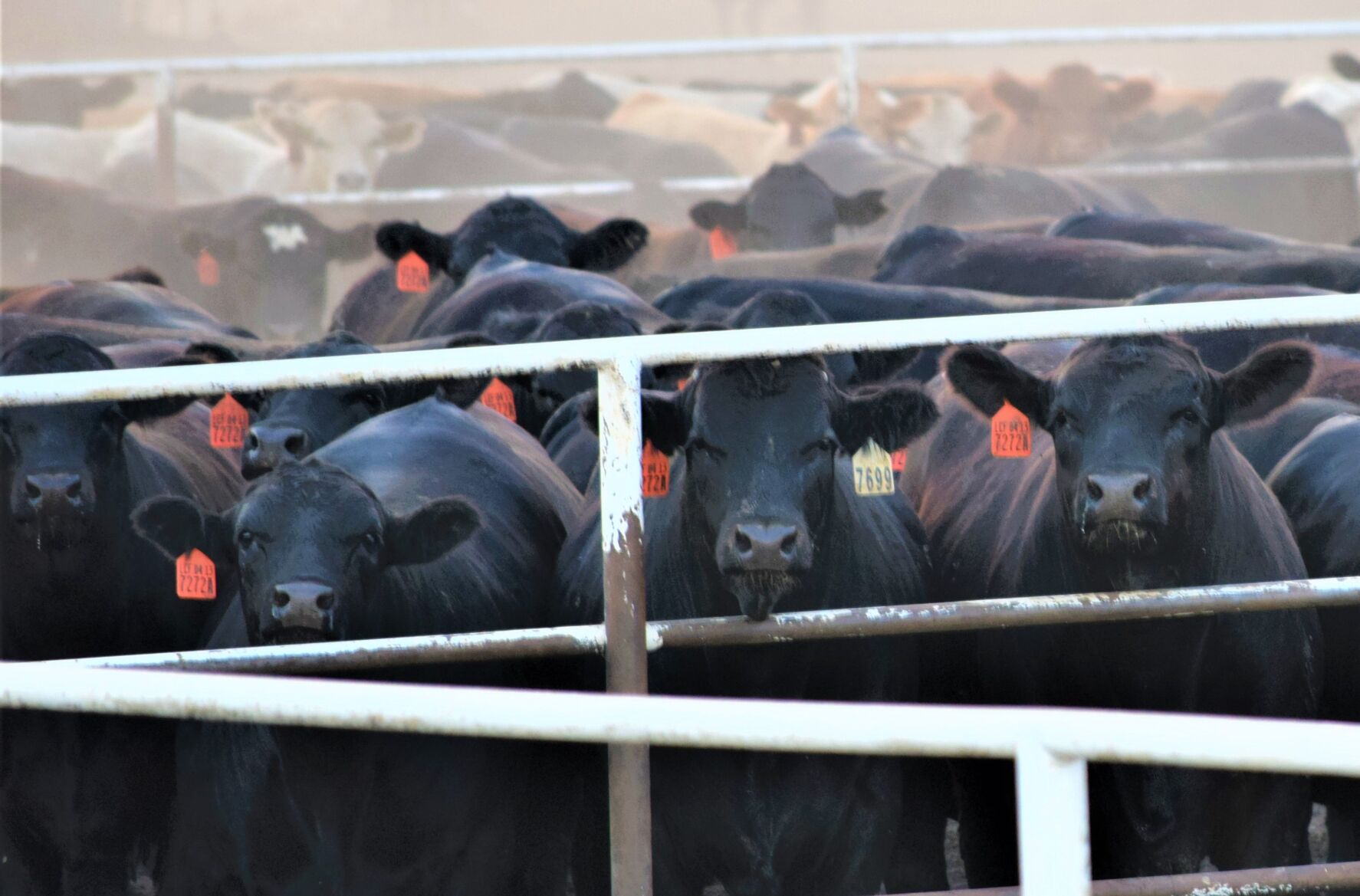 FL Pen Steers